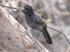 Laniarius funebris