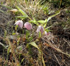 Calochortus amoenus