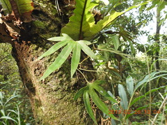 Pyrrosia polydactylos