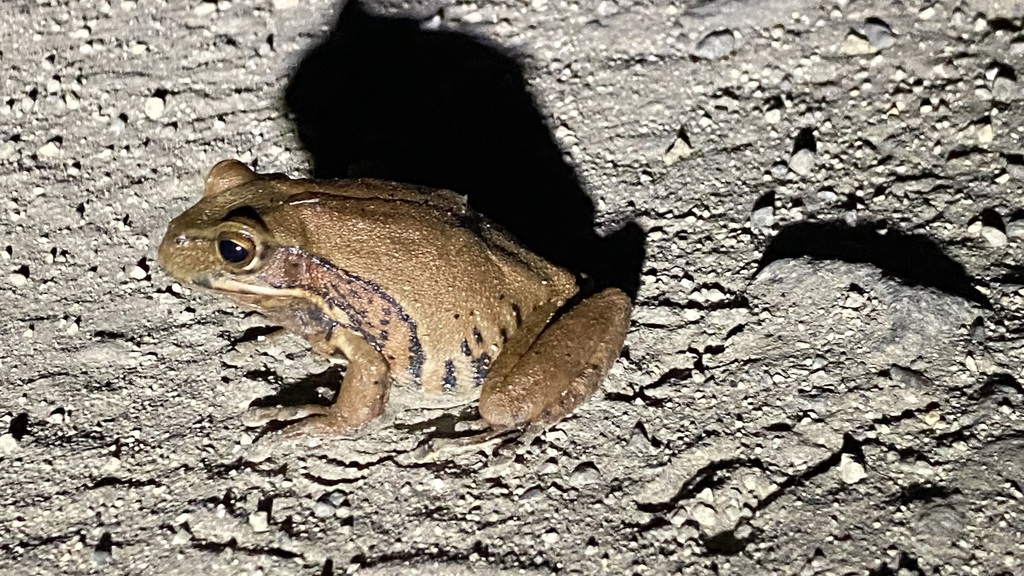 Gastrotheca ernestoi