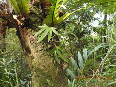 Pyrrosia polydactylos