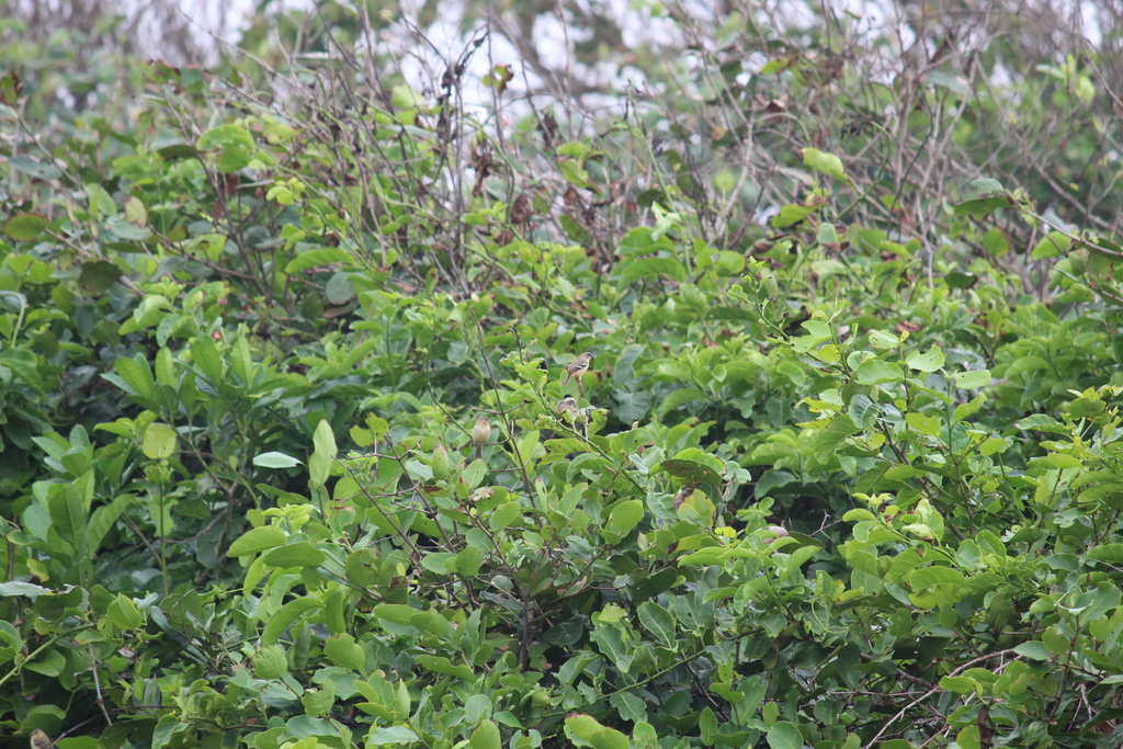 White-collared Seedeater