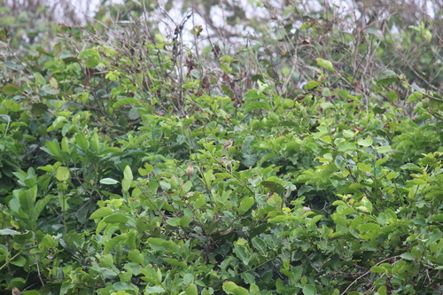 White-collared Seedeater