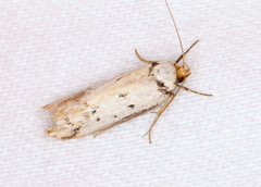 Philobota thiocrossa