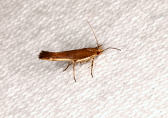 Glaphyristis marmarea