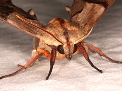 Coequosa australasiae