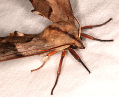Coequosa australasiae