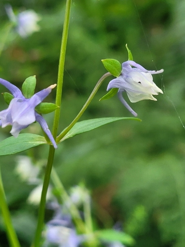 Image of Halenia elliptica by (c) Subir B. Shakya, some rights reserved (CC BY)