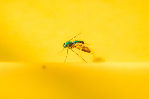 Chrysosoma tricrinitum