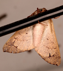 Coequosa australasiae