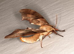Coequosa australasiae