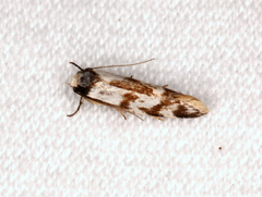 Palimmeces variegata