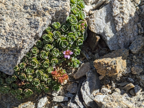 Image of Saxifraga biflora by (c) Elias, some rights reserved (CC BY)