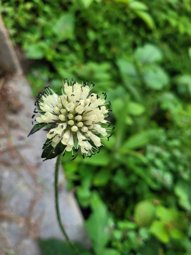 Dipsacus inermis, photograph 4