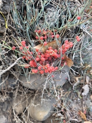 Ephedra gerardiana