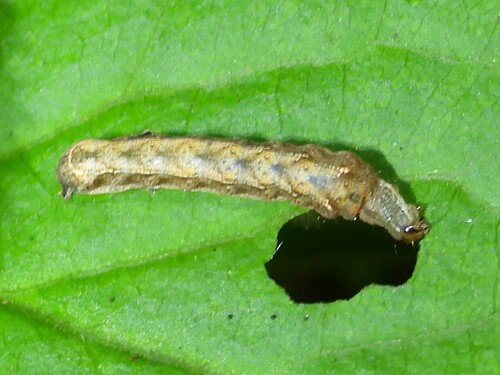 Pseudorthodes vecors photographed on goldenrod