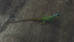 Anolis extremus