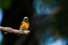 Phoenicurus phoenicurus