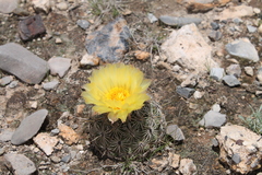 Coryphantha echinoidea