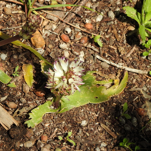Image of Lachenalia liliiflora by (c) Noeleen du Toit, some rights reserved (CC BY-SA)
