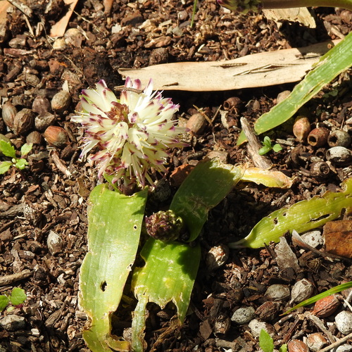 Image of Lachenalia liliiflora by (c) Noeleen du Toit, some rights reserved (CC BY-SA)