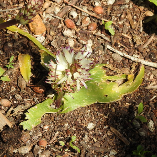 Lachenalia liliiflora