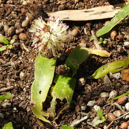 Image of Lachenalia liliiflora by (c) Noeleen du Toit, some rights reserved (CC BY-SA)