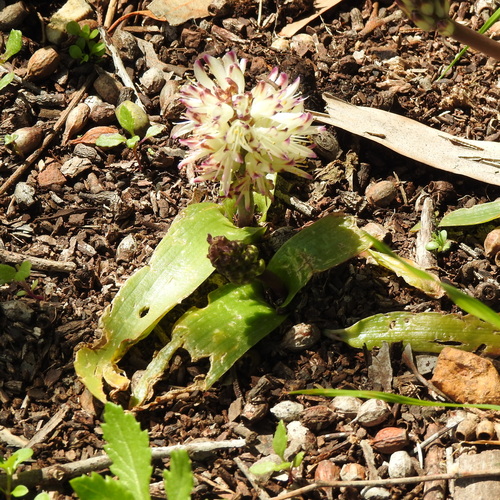 Image of Lachenalia liliiflora by (c) Noeleen du Toit, some rights reserved (CC BY-SA)