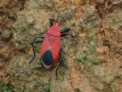 Antilochus nigripes