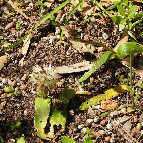 Lachenalia liliiflora