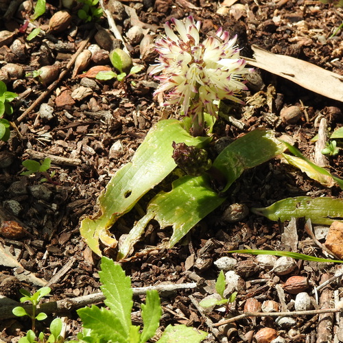 Lachenalia liliiflora
