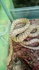 Pseudelaphe flavirufa