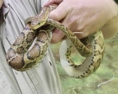 Pseudelaphe flavirufa