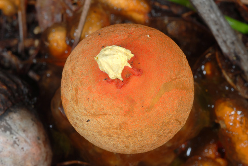 stalked puffball-in-aspic