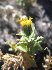 Geraea viscida