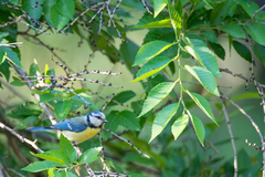 Cyanistes caeruleus