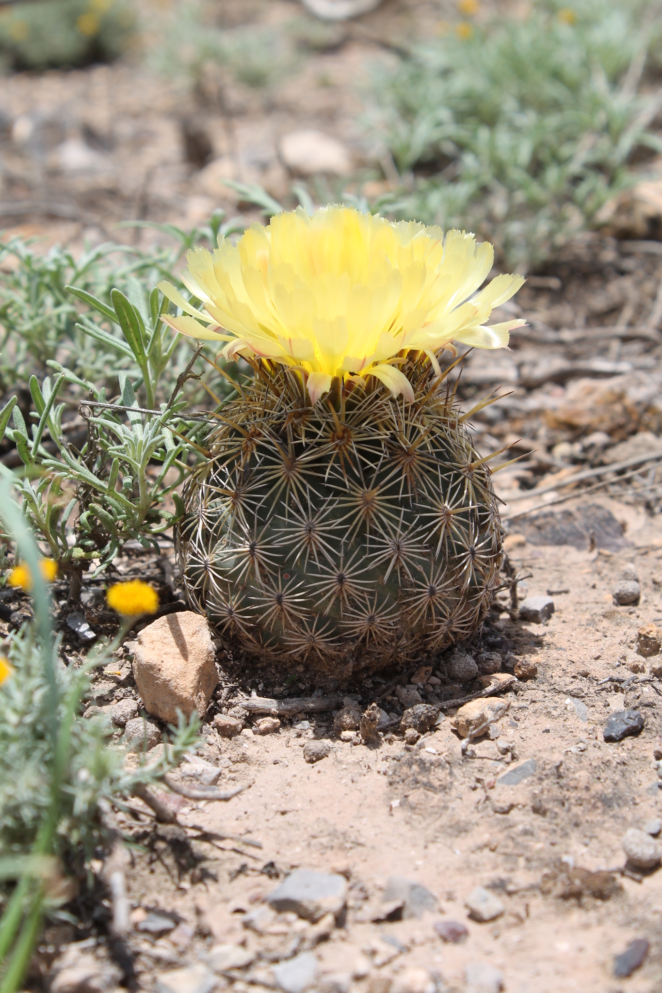 Coryphantha echinoidea
