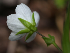 Pseudostellaria rigida