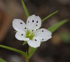 Pseudostellaria rigida