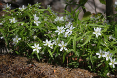 Pseudostellaria rigida