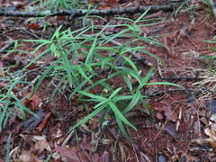 Pseudostellaria rigida