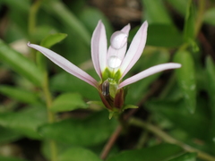 Lobelia chinensis