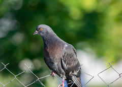 Columba livia domestica
