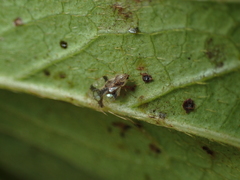 Stephanitis pyrioides