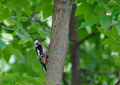 Dendrocopos syriacus