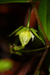 Pseudostellaria rigida