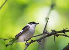 Ficedula albicollis