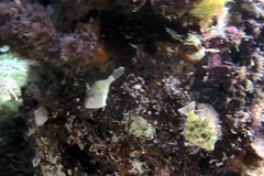 Meuschenia flavolineata