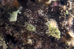 Meuschenia flavolineata