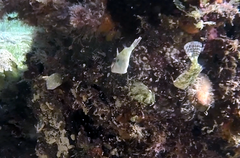 Meuschenia flavolineata